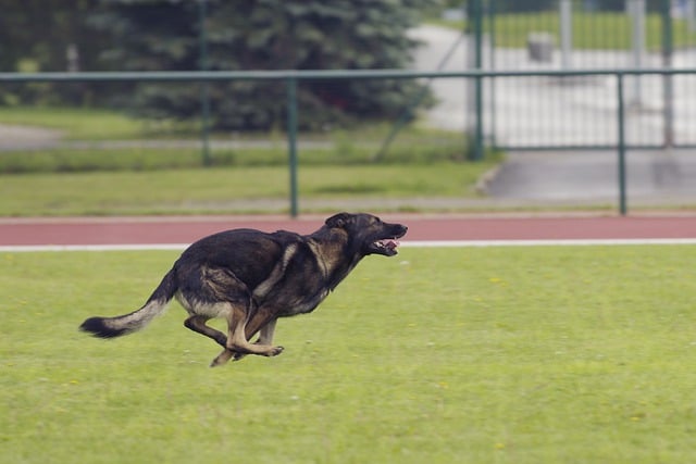 how fast can a german shepherd run?
