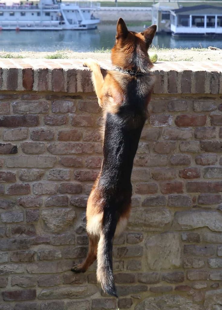 How High Can German Shepherds Jump Over Your Fence?