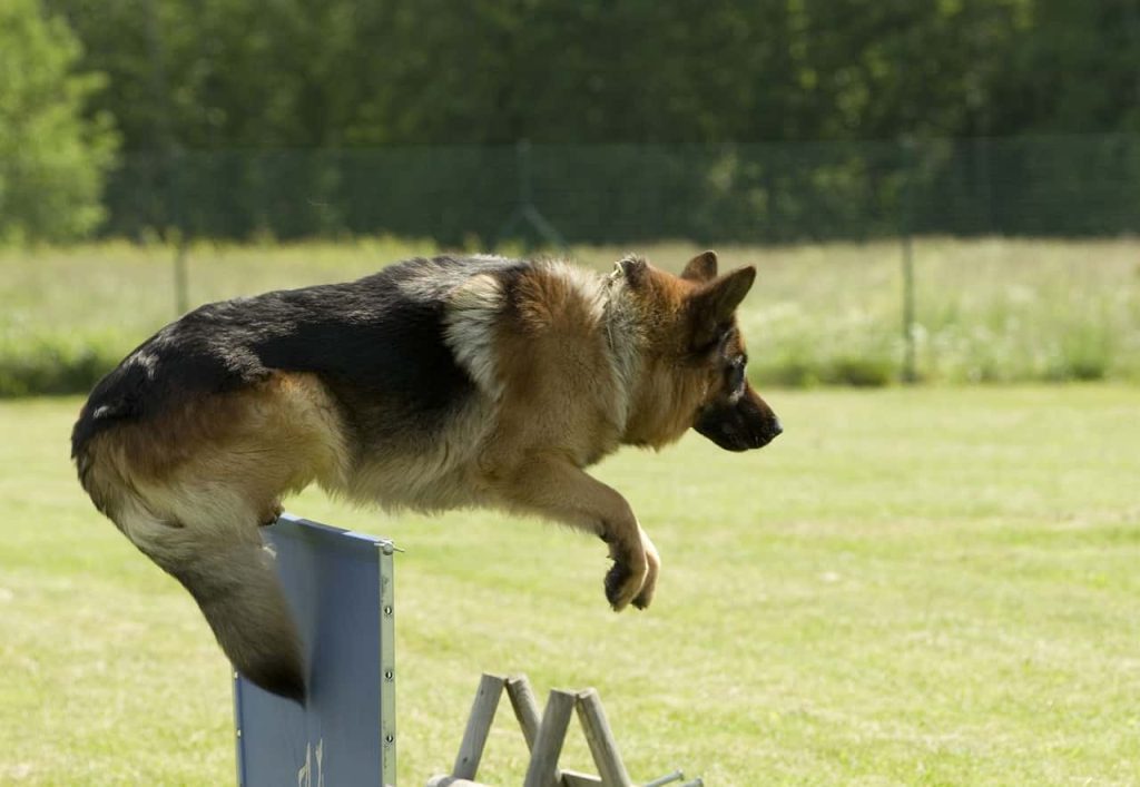How High can german shepherds jump