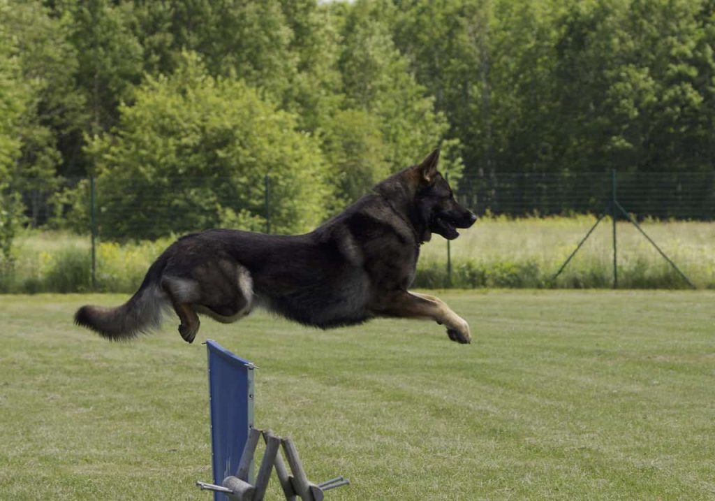 How high can german shepherds jump?